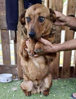 Rocket - dankbare Frohnatur - Koblenz