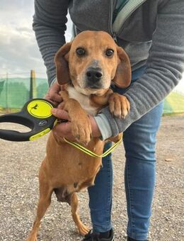 LARA 💚💚💚 HERZENSMENSCHEN gesucht - Herxheim (Landau)