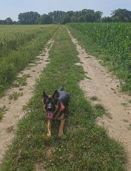 Deutscher schäferhund rüde - Mönchengladbach