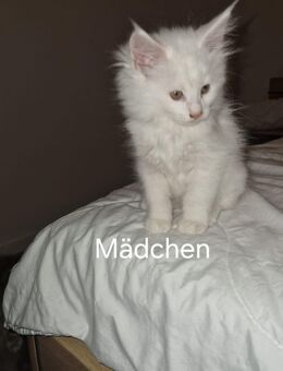 4 hübsche verschmuste Maine Coon Kitten suchen ab Ende Oktober einen neuen Kuschel Platz - Nordheim