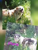 Zwei Pechvögel in 66636