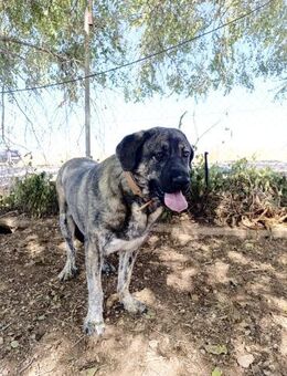 Moose; mit den riesen Pfoten - Geilenkirchen