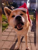 Don, männlich, Akita Inu-Mischlingsrüde, geb. September 2013 in 32547