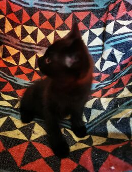 Katzenbaby - München Pasing-Obermenzing