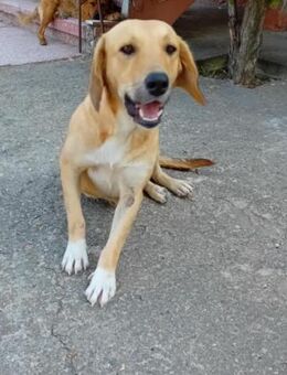 Canela, unsere sanfte, liebe Hündin - Starnberg