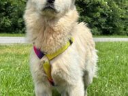 Cindy 💗 verschmuste Hündin sucht Liebe - Hamburg