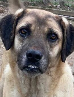 Lori, geb. ca. 01/2022, GRIECHENLAND - Markdorf