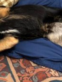 Vroni - Hoffnung auf ein tolles Zuhause - Obertshausen