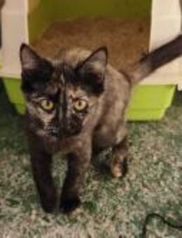 Olivada; klein, aber oho! - Geilenkirchen