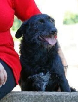 Mitsi sucht ihr Happy End!! - Krefeld