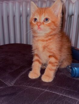 Kitten BKH Perser - Lützelbach