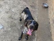 Cooler Coocker Spanielmix Tori sucht# - Essen