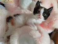 Kleines Katzenmädchen America - Bad Camberg