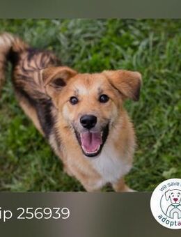 Chip 256939: Sucht ein Zuhause - Kirchzell