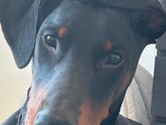Dobermann mix - Elsterberg