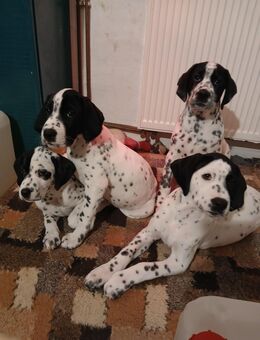 Dalmatiner u. Labrador-Retriever Mix - Wildeck