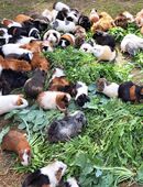 kleine Meerschweinchen Teddy Rex glatthaar rosette langhaar silber agouti Meerschweinchen in 01844