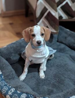 Rose träumt von ein schönes Zuhause - Berlin