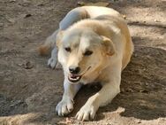 Betty sucht geduldige Familie - Leonberg (Baden-Württemberg)
