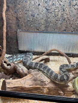 Teppichpython ausgewachsen mit Terrarium - Reutlingen