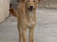Canelo verspielter Junghund Mr - Ludwigshafen (Rhein)