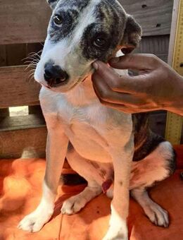 Len sanfter Welpenjunge - Koblenz