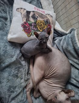 Sphynx Kitten mit Tasthaaren - Borna