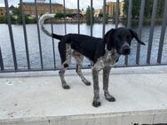 Ivo sucht aktive Menschen - München