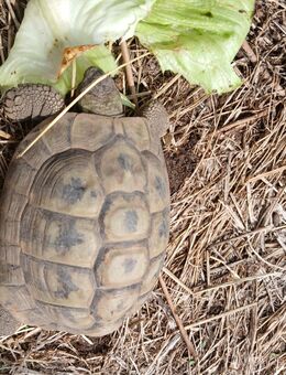 Testudo hermanni 1 Griechische Landschildkröte 2019 - Lorsch (Karolingerstadt)