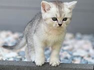 2 Britisch Kurzhaar Kitten - Teutschenthal
