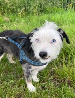 Saphira sucht liebes Zuhause - Köln