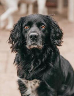 Rambo - Hemmoor