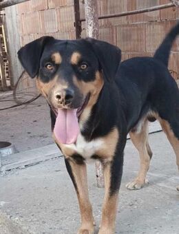 Rüde Kouki sucht seine Menschen - Neuhausen (Fildern)