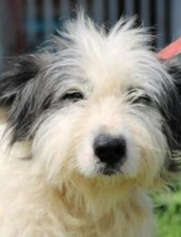 Isamu - hübscher Wuschelrüde - Lohra