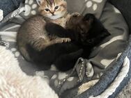 BKH Kitten sucht ein neues Zuhause - Düsseldorf