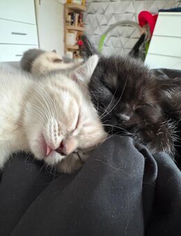🐾 Süße Babykatzen abzugeben – 3 Kater & 1 Katze 🐾 - Hamburg Hamburg-Nord