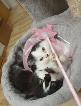 Maine Coon x British Langhaar Mix Kitten - Plauen
