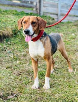 AZZA 😍 bringt dir Fröhlichkeit - Mylau