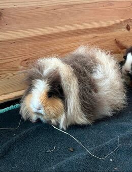 Meeries suchen neues Zuhause - Karlsruhe