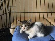 Theo aus dem Tierschutz - Grevenbroich