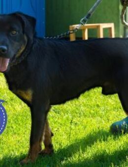 Zoro ein trauriger Goldschatz - Flörsheim-Dalsheim