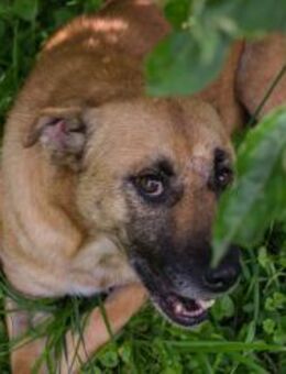 GRETA - gehorsam und anhänglich - Overath