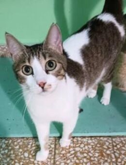 Bubes, ruhiger Kater, ca. 4 Jahre - Vaterstetten