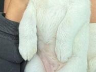 Lady ist verspielt - Donaueschingen