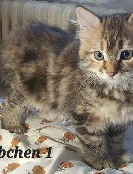 Sibirische waldkatze kitten katzen - Berlin