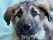 knuffiger Alvin sucht seine Familie - Dittelbrunn