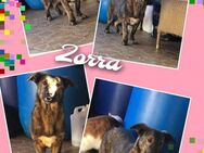 Zorra -neue Heimat gesucht - Nürnberg