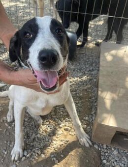 Freya sucht ein Zuhause - Olfen