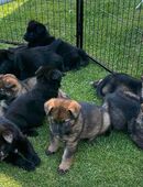 Schäferhund Welpen, mit Papiere vom Verein für deutsche Schäferhunde in 59199