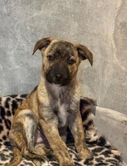 Winnie auf der Suche nach einem Zuhause - Schnarup-Thumby